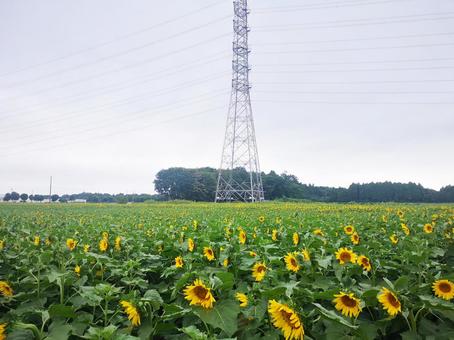 ひまわり ひまわりの写真