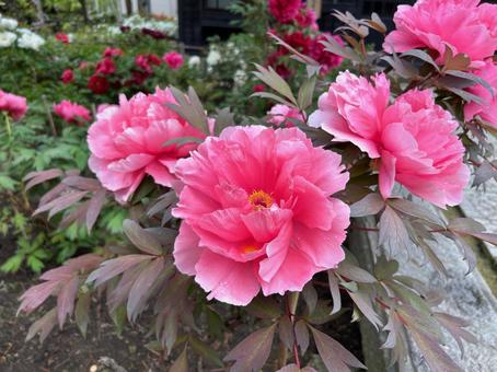 小樽貴賓館の牡丹芍薬 小樽貴賓館の牡丹芍薬の写真
