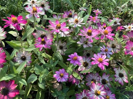 夏の花壇の写真