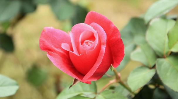 河津バカテル公園　秋バラ 薔薇,秋,花の写真素材