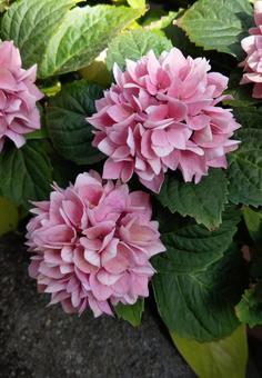 紫陽花 紫陽花,アジサイ,ピンクの花の写真素材