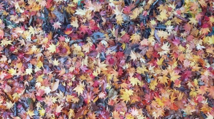 落ち葉の絨毯 紅葉,落ち葉,秋の写真素材