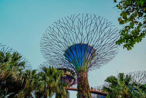 【シンガポール】ガーデンズバイザベイ ガーデンズバイザベイ,singapore,緑の写真素材