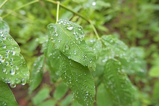 雨上がり 雨上がりの写真