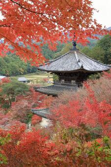 常楽寺の紅葉 秋,紅葉,もみじの写真素材