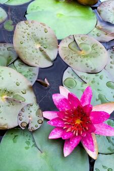 鮮やかな睡蓮の花と水滴の乗った葉 睡蓮,スイレン,花の写真素材
