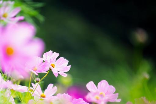 柔らかな光を浴びたピンク色のコスモスの花 柔らかな光を浴びたピンク色のコスモスの花 コスモス,秋桜,花の写真素材