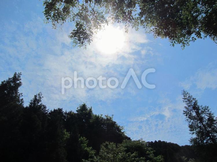 森の中を照らす太陽。 太陽,午前中,森の写真素材