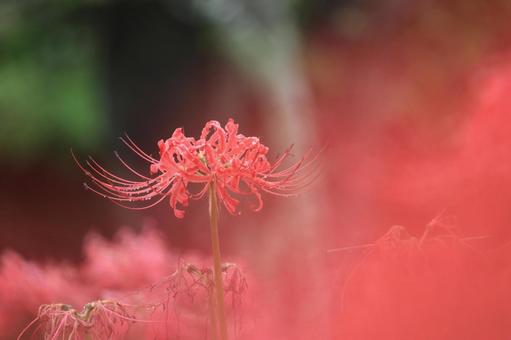 幻想的に咲く赤い彼岸花 彼岸花,赤,秋の写真素材