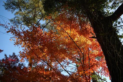 宮崎県小林市　すきむらんどの紅葉 小林市,宮崎県,須木の写真素材