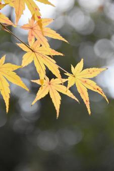 紅葉 紅葉の写真