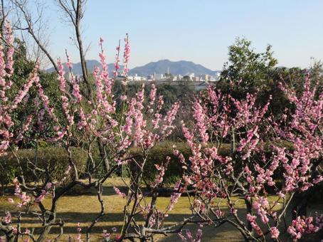 梅の花こんにちは 梅の花こんにちはの写真