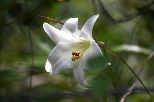 ユリの花が撮りたくて色々な角度で ユリ,山,草むらの写真素材
