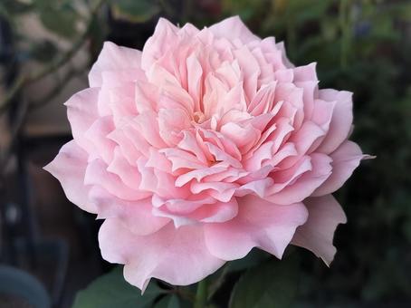 ベランダのバラ・ローブデコルテの写真