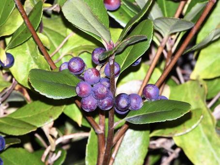 実のなる木 実のなる木 植物,実,木の写真素材