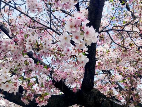 桜 桜の写真
