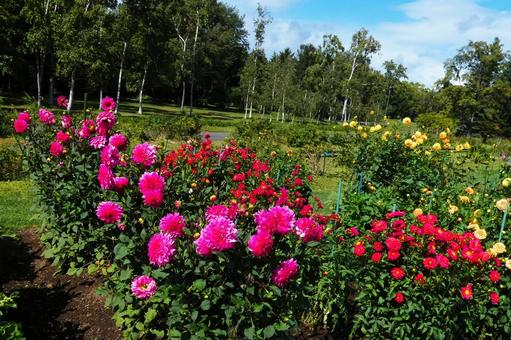 百合原公園のダリア園 ダリア,花,開花の写真素材