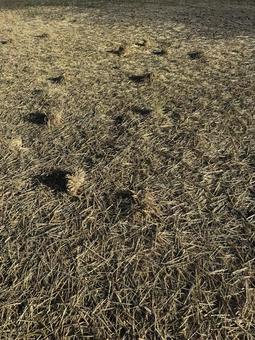 藁カッターで裁断された後の田んぼ 藁,田んぼ,風景の写真素材