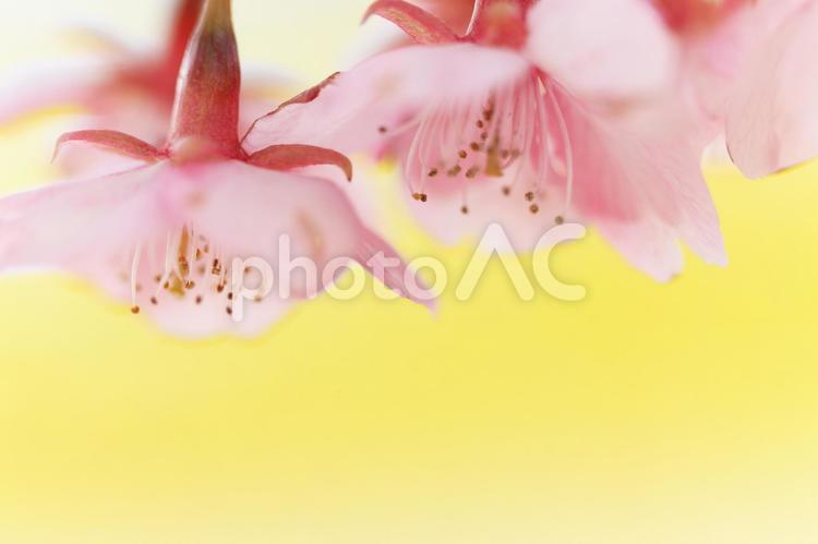 桜と菜の花 桜,河津桜,桜の花の写真素材