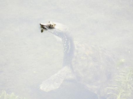 A soft-shelled turtle emerges from the surface of the river, reptiles, turp, river side, JPG