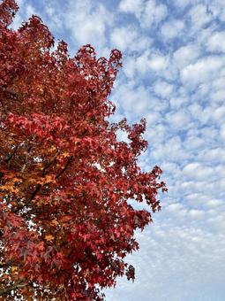 秋空と紅葉 かえで,赤,屋外の写真素材