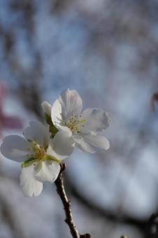四季桜 四季桜 四季桜,桜,自然の写真素材