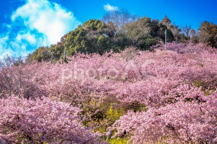 あぐりパーク嵯峨山苑に咲く河津桜と菜の花 春,桜,河津桜の写真素材