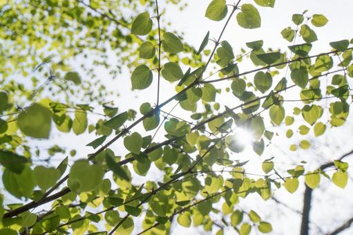 Sunlight through the fresh green, it's cool, ecology, image, JPG