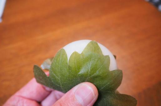 柏餅手に取って 柏餅手に取って 柏餅,饅頭,節句の写真素材