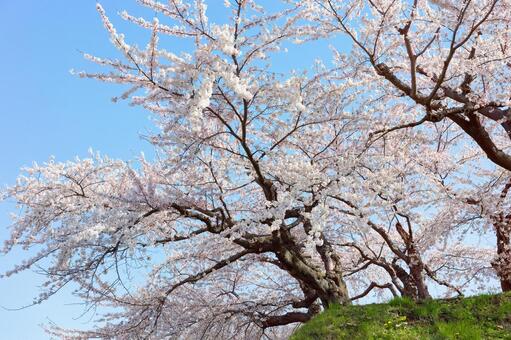 五稜郭公園の桜 ソメイヨシノ,染井吉野,五稜郭の写真素材
