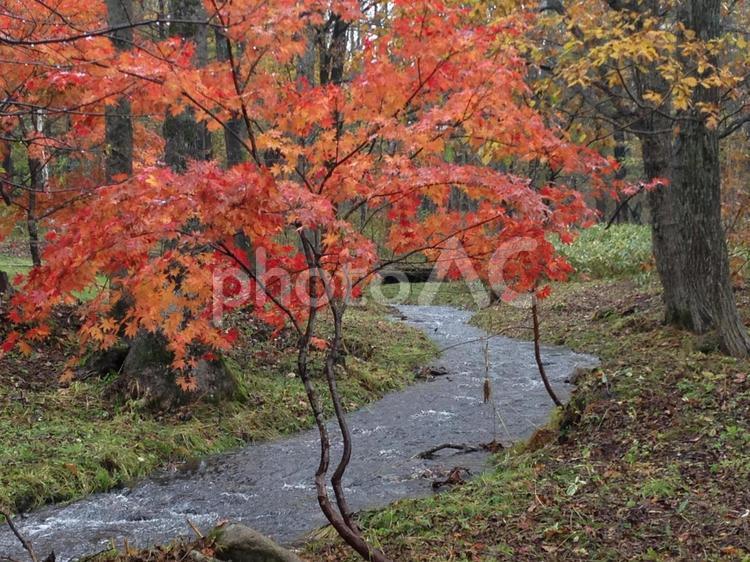 北海道　十勝　秋　ガーデン 北海道,十勝千年の森,ガーデンの写真素材