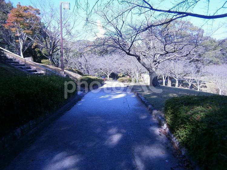 公園　小道　秋口 風景,田舎,晴れの写真素材