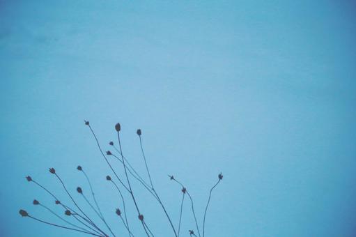 冬の花 壁紙 冬の花 壁紙の写真