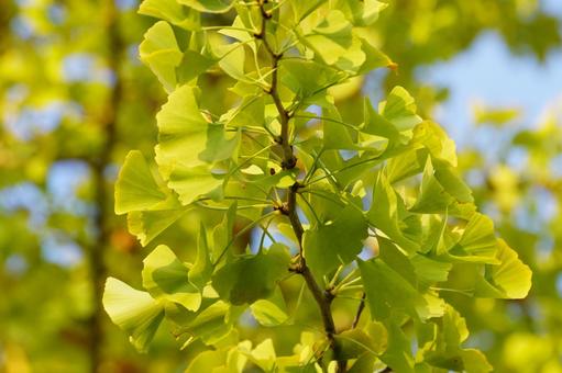 イチョウの葉 イチョウ,葉,黄葉の写真素材