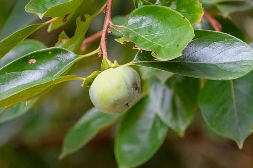 木の枝に実る青い柿の実 木の枝に実る青い柿の実の写真