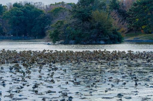 冬枯れの蓮が広がる池と小島の風景 冬枯れの蓮が広がる池と小島の風景の写真