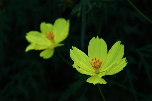 秋風に揺れて咲く コスモス,秋桜,花の写真素材