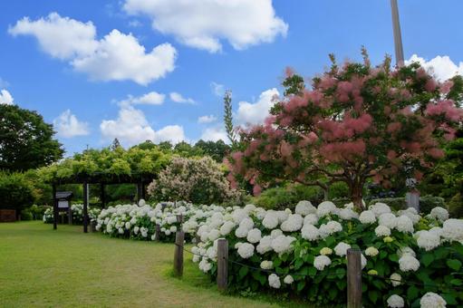紫陽花と日本庭園 紫陽花と日本庭園の写真