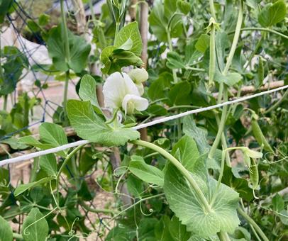 スナップエンドウ（サヤエンドウ）の白い花 スナップエンドウ,花,サヤエンドウの写真素材