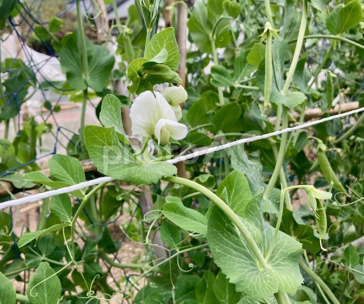 スナップエンドウ（サヤエンドウ）の白い花 スナップエンドウ,花,サヤエンドウの写真素材