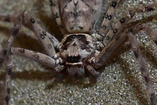 Photo, ashida cub, insect, spider, 