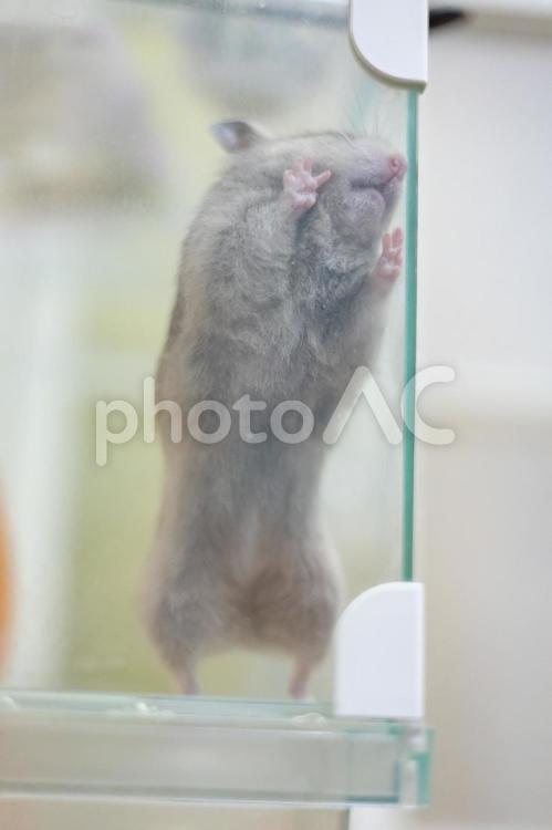 ケージに張り付くゴールデンハムスター ハムスター,ゴールデンハムスター,哺乳動物の写真素材