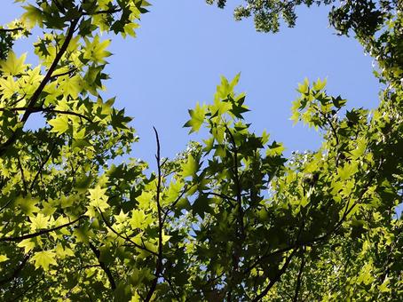 真夏の青空と新緑のもみじ 真夏の青空と新緑のもみじ 新緑,青空,もみじの写真素材