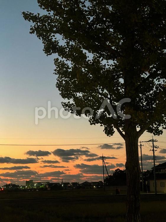 夕空、木、雲、空 夕空,木,空の写真素材