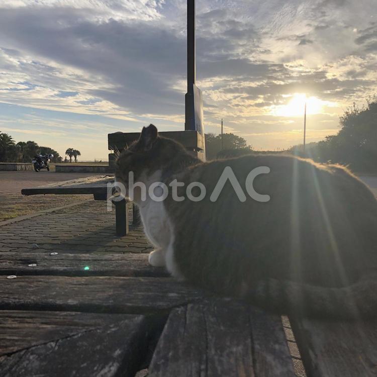 夕焼けとのらねこ のら,猫,ネコの写真素材