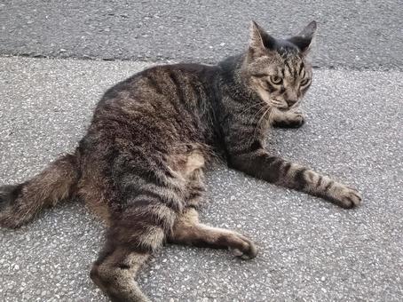 Lying cat, JPG