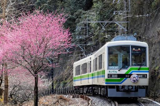 叡山電鉄 花桃 叡山電鉄 花桃の写真