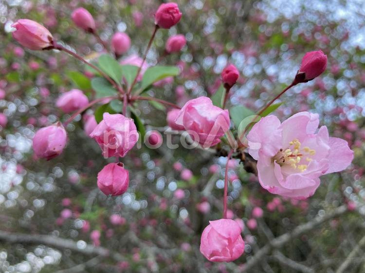 咲きはじめたカイドウの花 花,開花,花びらの写真素材