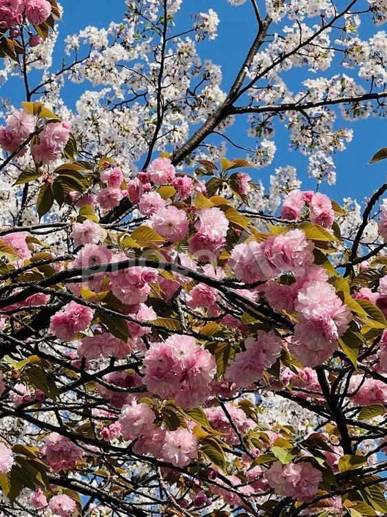 八重桜と桜 春,さくら,フラワーの写真素材