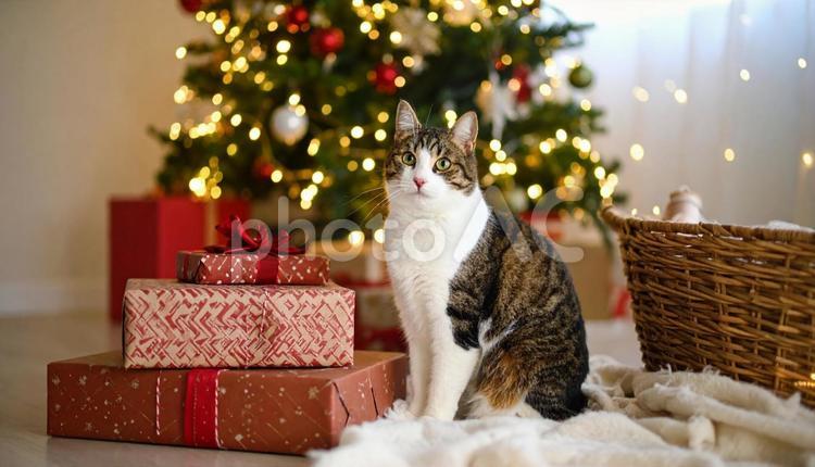 家の中の猫 ねこ,猫,ネコの写真素材